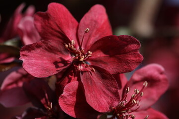 Pink spring blossom. Branch of apple tree with pink flowers