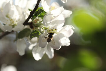 White spring blossom. Branch of apple tree with white flowers