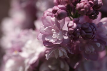 Branch with beautiful purple lilac flowers close up 