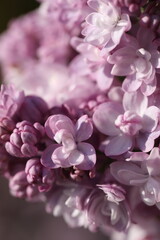 Branch with beautiful purple lilac flowers close up 