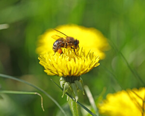Small bee on the bright yellow dandelion in the garden