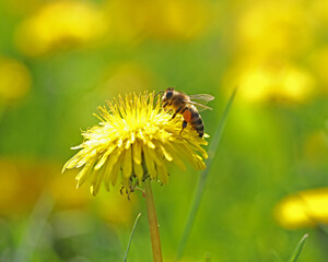 Small bee on the bright yellow dandelion in the garden