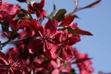 Pink spring blossom. Branch of apple tree with pink flowers