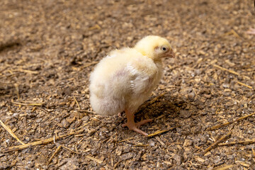 small chickens in down and feathers during cultivation at a poultry farm closeup