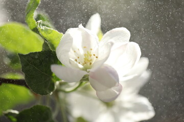 White spring blossom. Branch of apple tree with white flowers