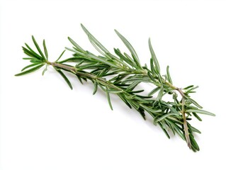 Fototapeta premium Fresh rosemary herb sprig isolated on white background 