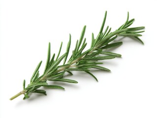 Fototapeta premium Fresh rosemary herb sprig isolated on white background 