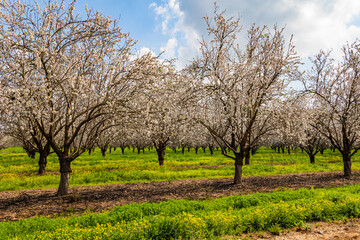 Fototapeta premium Almond grove