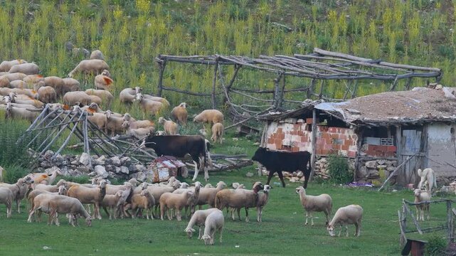 Sheep and cows on green pastures next to an old sheepfold in the highlands.