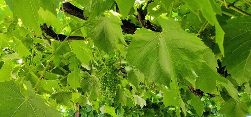 grapes growing plant on close
