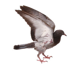 Columba livia (rock dove, rock pigeon, common pigeon, carrier pigeon)