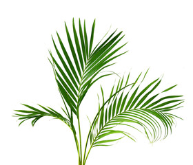 Fototapeta premium Palm leaves The green leaves of palm trees rests on white background.