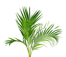 Palm leaves The green leaves of palm trees rests on white background.