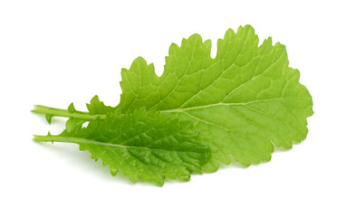 Red mustard leaf on white background, close up 