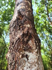 Obraz premium Close-up of a Weathered Tree Trunk in a Lush Forest