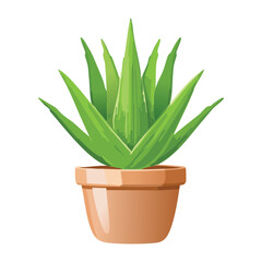 Aloe Vera Plant in Terracotta Pot