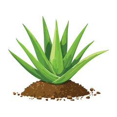 Medium Compact Aloe Vera Plant on Soil