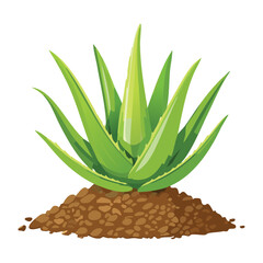 Wide Spread Aloe Vera Plant on Soil