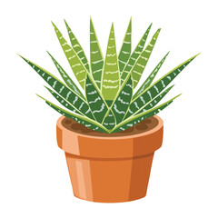 Haworthia Plant with Varied Spikes in Pot