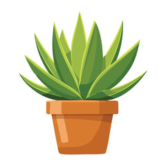  Smooth Aloe Vera Plant in Terracotta Pot