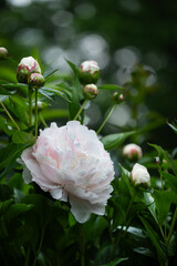 białe perłowe piwonie na tle zielonego ogrodu. white peony
