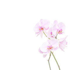 Closeup of blooming light pink lilac orchids isolated on transparent background with ample negative space for text or design elements