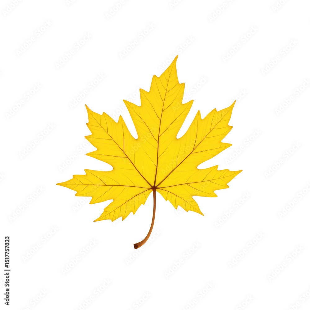 Poster yellow maple leaf isolated on transparent background detailed structure of leaf veins and edges vibr