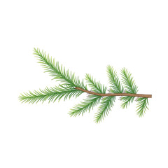 Obraz premium Green pine branch isolated on a transparent background showcasing detailed needle textures and natural coloration for graphic and design applications.
