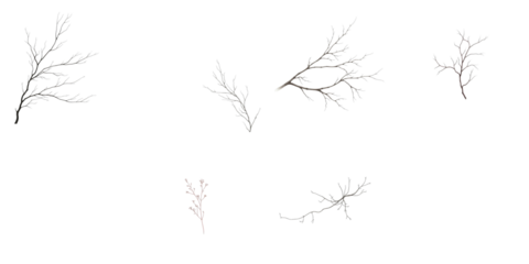 isolated branches displayed on transparent background with detailed textures and varying shapes showcasing natural botanical elements