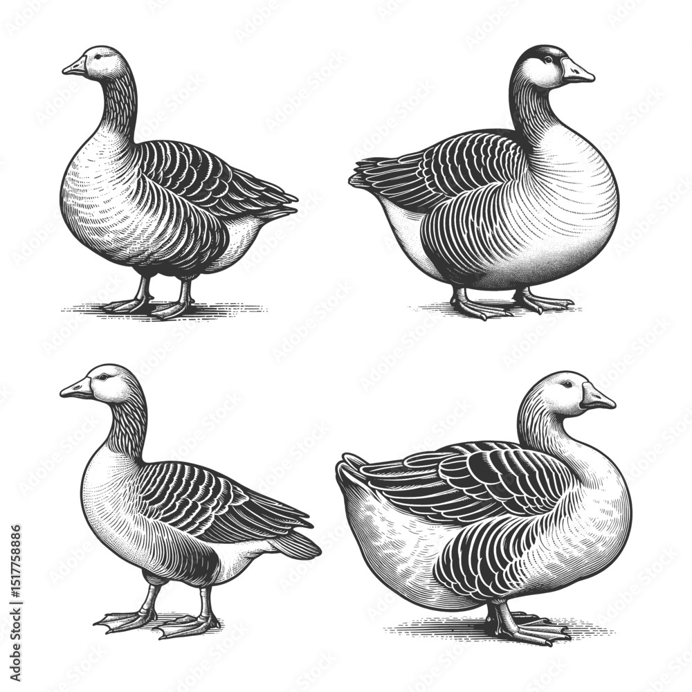 Poster goose set collection bundle sketch engraving generative ai vector illustration. scratch board imitat