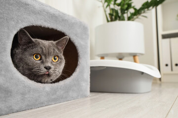 Cute British Shorthair cat in pet bed at home, closeup
