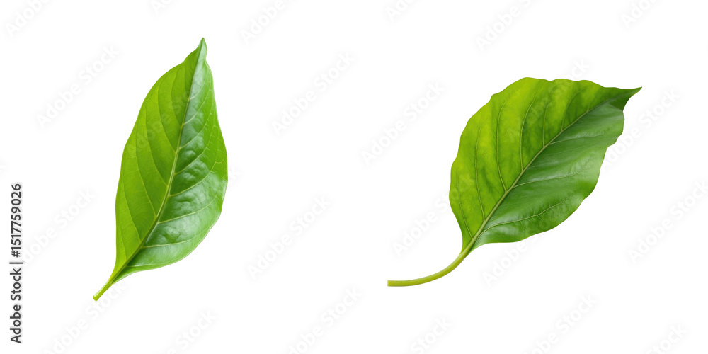 Poster fresh green shiso perilla leaves isolated on transparent background with detailed texture and rich c