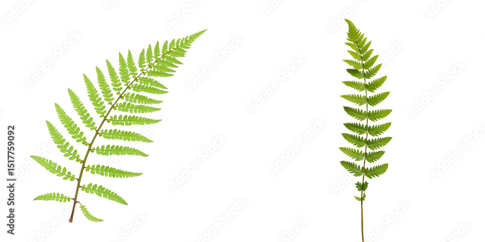 Poster two distinct fern leaves isolated on a transparent background displaying intricate details and vibra