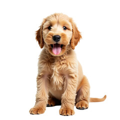 Labradoodle puppy sitting upright facing the camera, smiling with tongue out, isolated on a transparent background, showcasing fluffy golden coat and expressive eyes.