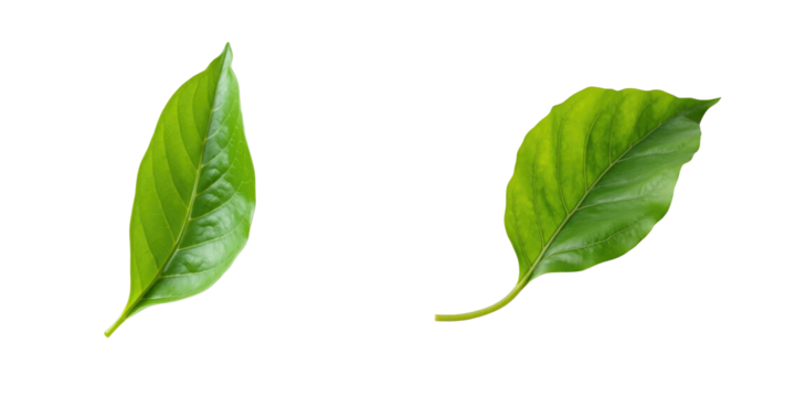 Fresh green shiso perilla leaves isolated on transparent background with detailed texture and rich color variation featuring two distinct leaf shapes and sizes