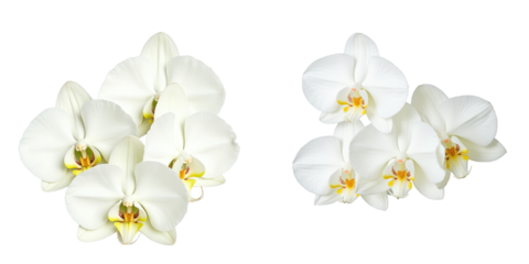 Closeup of multiple white orchid flowers on a transparent background showing intricate petal details and vivid colors with a focus on their natural beauty and characteristics