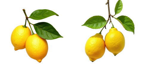 Isolated fresh citrus lemon fruits with green leaves, two clusters of sweet lemons on branches, transparent background, high-quality detail, ideal for food and beverage compositions.
