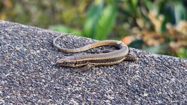 The Madeiran wall lizard (Teira dugesii) is an endemic reptile species native to Madeira. Commonly found on stone walls, rocks, and urban areas, it is highly adaptable and often seen basking in sunlig