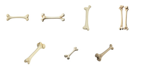 Collection of isolated animal bones displayed against a transparent background showcasing various shapes and sizes for anatomical study and educational purposes