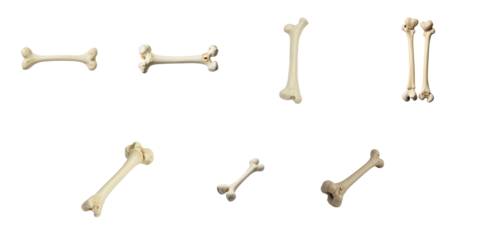 Collection of isolated animal bones displayed against a transparent background showcasing various shapes and sizes for anatomical study and educational purposes