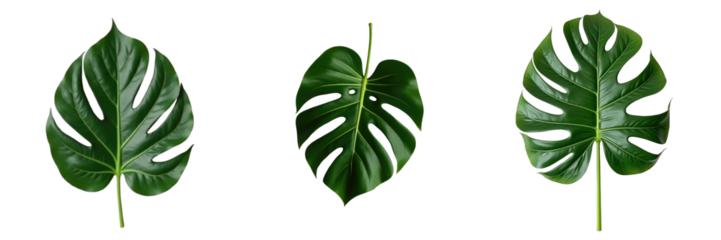 three individual Monstera leaves displayed flat lay on a transparent background highlighting their unique shapes and lush green texture with prominent cuts and lobes