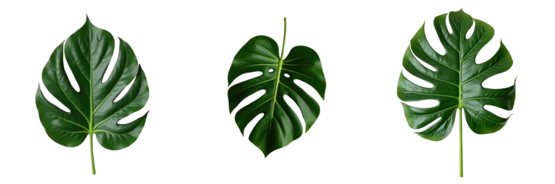 three individual Monstera leaves displayed flat lay on a transparent background highlighting their unique shapes and lush green texture with prominent cuts and lobes
