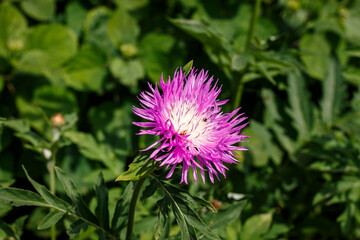 Pink flower Psephellus bleached bloomed in the garden. Macro photo of the flower