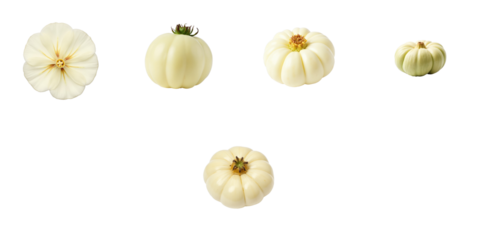 White cardamom pods displayed in various orientations isolated on a transparent background showcasing their distinct rounded shapes and textures.