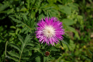 Pink flower Psephellus bleached bloomed in the garden. Macro photo of the flower
