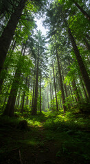 Obraz premium Forest Trees Sunlight Tall Green Path