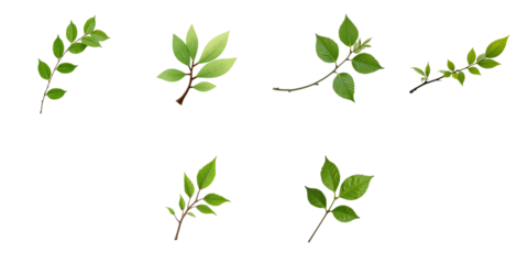 collection of green leaves and branches isolated on transparent background arranged in various positions and angles for graphic design use