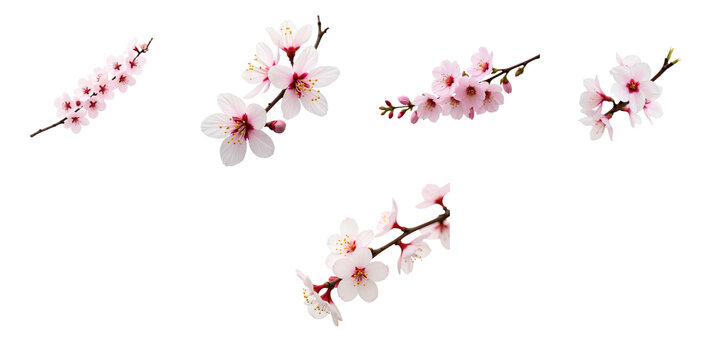 Collection of Somei Yoshino cherry blossom branches featuring pink and white flowers with varying stages of bloom isolated on transparent background