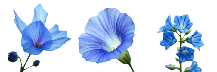 close-up images of bluebellvine flowers featuring butterfly pea varieties on a transparent background showcasing vibrant blue colors and delicate petal structures