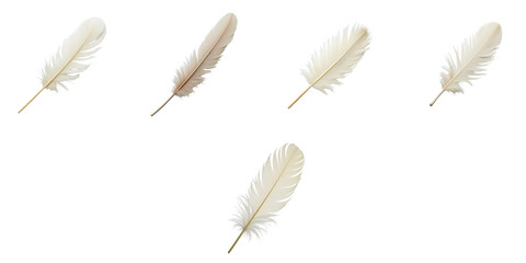 Collection of five natural feathers with different colors and shapes arranged on a transparent background for cleaning and dusting purposes.